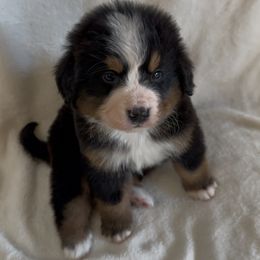 Rudolph - Bernese Mountain Dog puppy from N.W. Mountain Retrievers