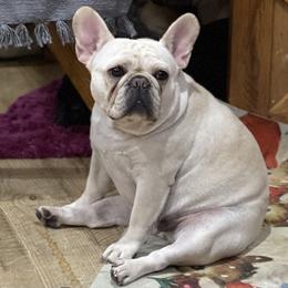 Lillie - French Bulldog