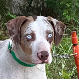 Doc - Red merle male Catahoula Leopard Dog puppy in Crestview, Florida from C4 Kennels of FL & AL