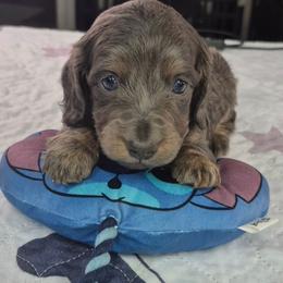 Blue - Gray (blue) and tan male Dachshund puppy in Randolph, Texas from Spindle's Little Treasures