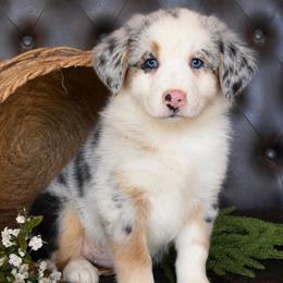 Chase- Has Tail and Videos- NOSE WILL FILL IN - Blue merle male Australian Shepherd puppy in Troy, South Carolina from Lana Corley- Australian Shepherds of 3/W Farms