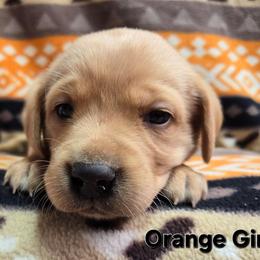 Girl 8 - Yellow female Labrador Retriever puppy in Potosi, Wisconsin from Point and Flush Gun Dogs