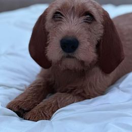 Basset Fauve de Bretagne and German Wirehaired Pointer Puppies from Afterhours German Wirehaired Pointers and Basset Fauve de Bretagne