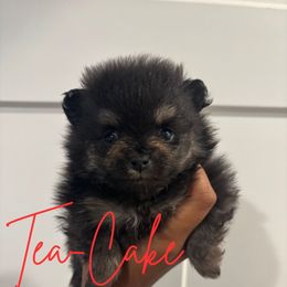 Waverly - Black and tan female Pomeranian puppy in Eastover, North Carolina from Tea-Cake Pomeranians of The Carolinas