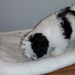 Coton de Tulear Puppies from Coton Country
