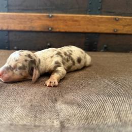 Baxter - Dapple male Dachshund puppy in Clifton, Idaho from Diamondline Doberman