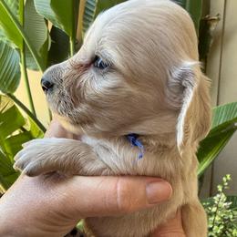 Prince  Louie Blue collar - Cream male Dachshund puppy in El Cajon, California from Lisa Buxton