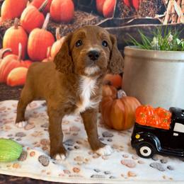 Zelda - Red female Cavapoo puppy in Lebanon, Missouri from Danielle’s Doodles
