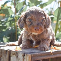 Chandler - Merle male Cockapoo puppy in Ellensburg, Washington from Dawn to Dusk Cockapoos