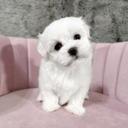 Princess Rumí - White female Maltese puppy in Vinton, Louisiana from Dreams & Love Maltese