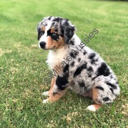 Australian Shepherd Puppies from Mika’s Aussies
