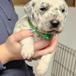 Green boy - White and black male Dalmatian puppy in Nelsonville, Ohio from Woofter Dalmatians