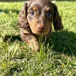 Beth - Chocolate and tan female Dachshund puppy in Mabank, Texas from Lovin’ Li’s Furry Sausages