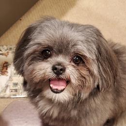 Koda - Shih Tzu
