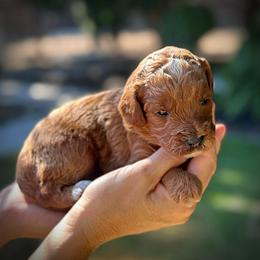 Purple Collar Girl - 3 Days Old - Cream female Poodle puppy in Modesto, California from Dry Creek Poodles