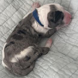 Bob - Merle male Sheepadoodle puppy in Buford, Georgia from Guppy Puppies