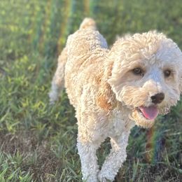 Cavapoos from Royal Poos