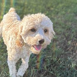 Cavapoos from Royal Poos