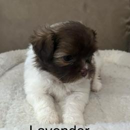 Lavender Shiranian - Fawn female Companion Cross puppy in Avoca, Michigan from Repurposed Paradise Farm