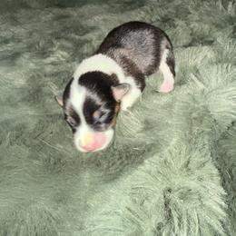 Cutie - Black and tan female Pembroke Welsh Corgi puppy in Derby, Iowa from Newton Hay & Cattle