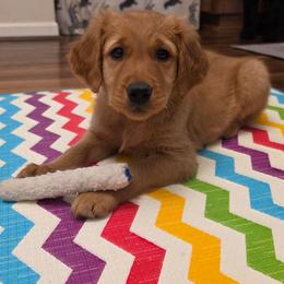 Girl 2 - Dark golden female Golden Retriever puppy in Albany, Oregon from Sutter Bay Retrievers