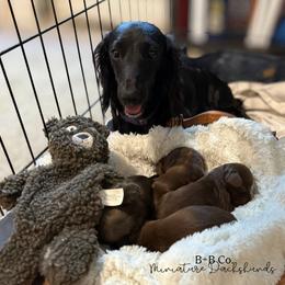 Dachshund Puppies from B+B Co Miniature Dachshunds