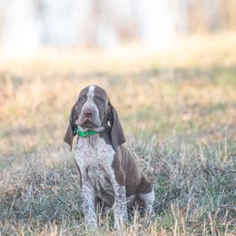 Bracco Italiano, German Shorthaired Pointer, and Vizsla Puppies from Nosam Kennels- Vizslas, German Shorthairs & Braccos- Kentucky