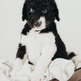 Bernedoodle, Goldendoodle, Poodle, and Shihpoo Puppies from Stormie's Doodles