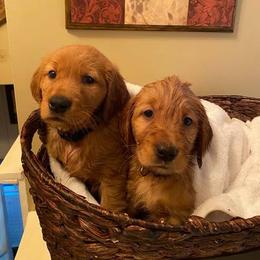 Golden Retriever Puppies from Rowan Retrievers