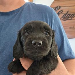 Hulk - Black male Dachshund puppy in Watertown, New York from Valley Springs Daschunds