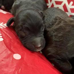 English Springer Spaniels from Shady Oak Springers
