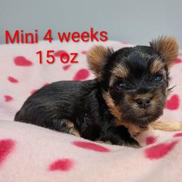 Mini - Black and gold female Yorkshire Terrier puppy in Gatesville, Texas from KontryKritterz Yorkies
