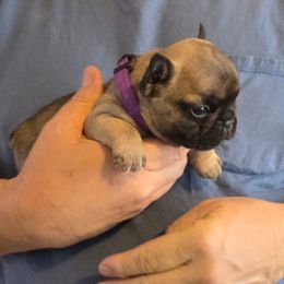 Girl 3 - Fawn female French Bulldog puppy in Solway, Minnesota from PcFrenchies