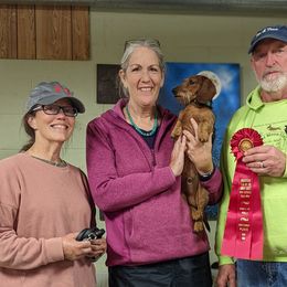 Dachshund All Grown Up from MoonLight Dachshunds