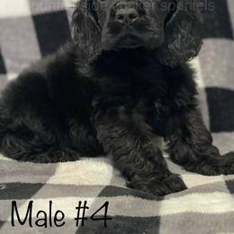 "Vet checked and ready to go!" Cocker Spaniel Puppies from Mountainside Cocker Spaniels