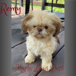 Remy - Shih Tzu