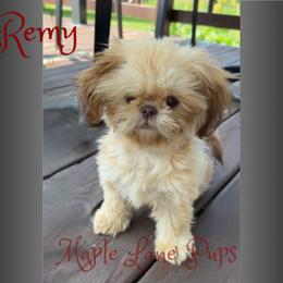 Remy - Shih Tzu