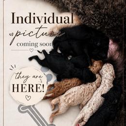 Coming Soon - Apricot male Poodle puppy in Spring Hill, Florida from Lecanto Puppy