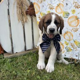 Whirlwind - Brown and white male Saint Berdoodle puppy in Traverse City, Michigan from Bare Paws Saint Berdoodles