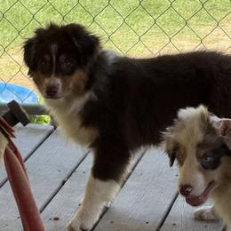 The - Red tri-color female Miniature American Shepherd puppy in Garysburg, North Carolina from Schaefer's Miniature American Shepherds