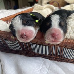 Bernese Mountain Dog Puppies from Summit Soulmate