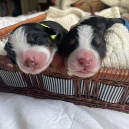 Bernese Mountain Dog Puppies from Summit Soulmate