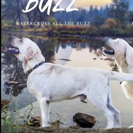 Buzz  - Labrador Retriever