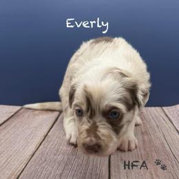 Everly - Red merle female Border Collie puppy in Fairview, Tennessee from Hoffman Forest Acres LLC