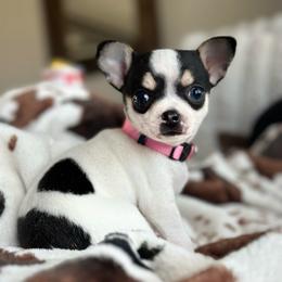 (Tiny) Sushi - Black and white female Chihuahua puppy in Alvord, Texas from Gift of Gods Favor