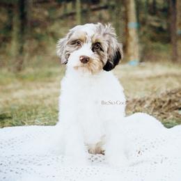 Green collar - Merle male Cockapoo puppy in Missoula, Montana from Big Sky Cockapoos