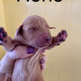 Reno - Yellow male Labrador Retriever puppy in Mineral, Virginia from Canine Assist