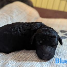 Poodle and Whippet Puppies from Moonbeam Whippets And Poodles