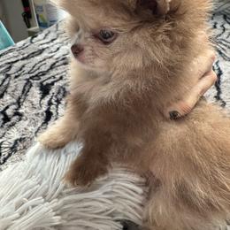 Girl 2 - Chocolate merle female Pomeranian puppy in Grand Prairie, Texas from D’ Pomlovers