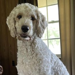 Goldendoodles from Doodles von Fletcher